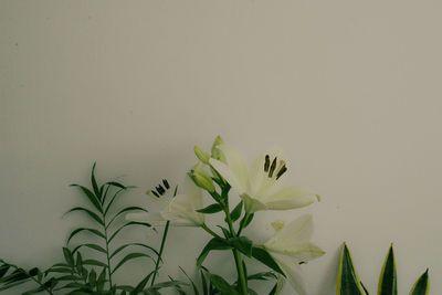 Close-up of flowering plant against white background