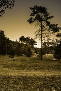 Silhouette trees on landscape against sky