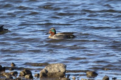 Teal duck swimming in lake
