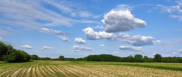 Scenic view of agricultural field against sky