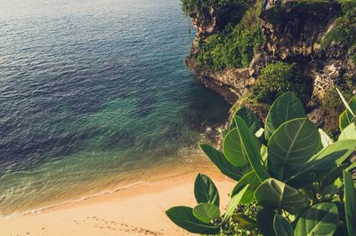 High angle view of plant on beach