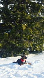 Man sitting on snow covered tree against sky