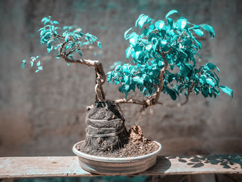 Close-up of potted plant on table