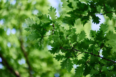 Low angle view of tree against sky