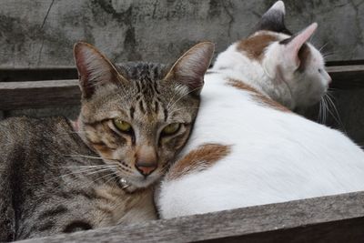 Portrait of cat resting on floor