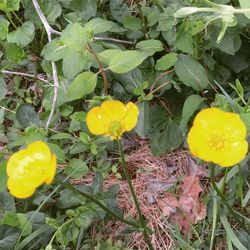 Close-up of yellow flowers