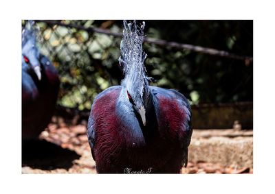 Close-up of bird