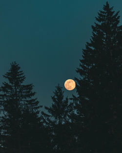 Low angle view of moon in forest
