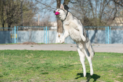 Dog standing on field