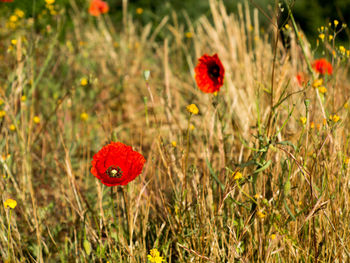 Close-up of red poppy in field