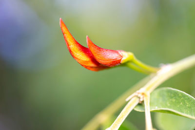 Close-up of orange flower bud