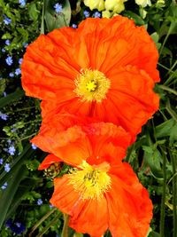 Close-up of orange hibiscus blooming outdoors