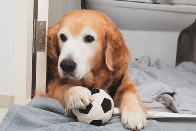 Portrait of dog resting on bed