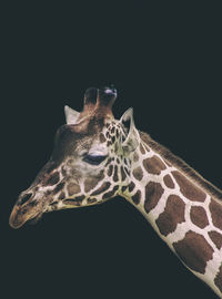 Close-up of giraffe on black background