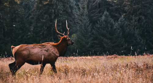 Deer on field in forest