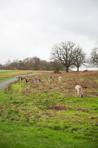 Cows grazing on field against sky