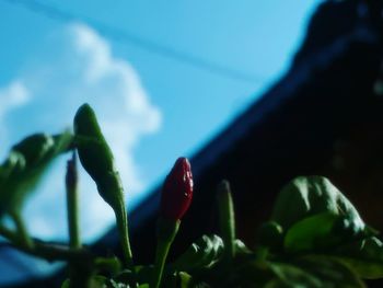 Close-up of fresh green plant against blue sky