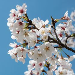 Low angle view of cherry blossoms against sky