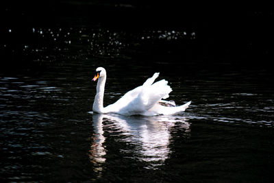 Swan swimming in lake