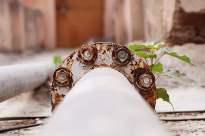 Close-up of rusty horse