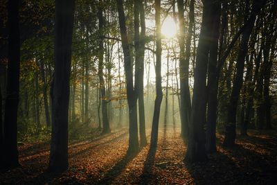 Sun shining through trees
