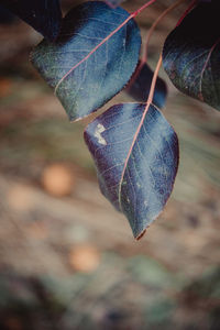 Close-up of dry leaves on plant