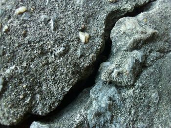 Close-up of insect on rock