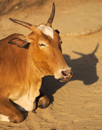 Close-up of two goat