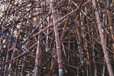 Close-up of bamboo trees