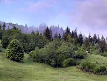 Trees on field against sky