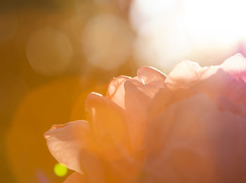 Close-up of rose against blurred background