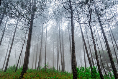 Pine trees in forest against sky