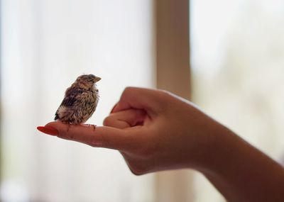 Close-up of hand holding bird