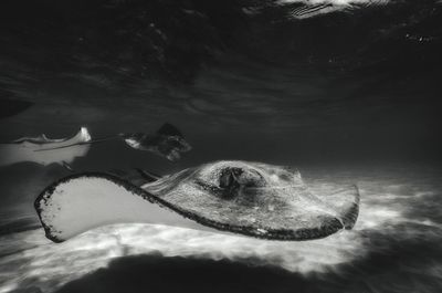 Stingrays swimming in sea