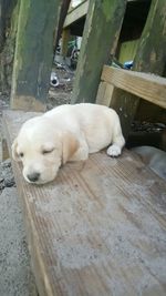 Dog resting on ground