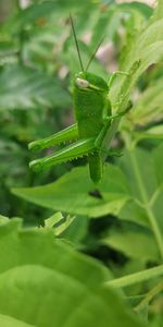 Close-up of insect on leaf