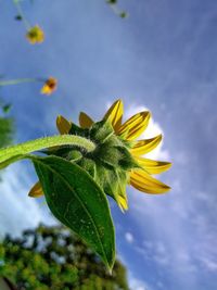 Close-up of sunflower against sky