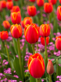 Close-up of orange tulips in field