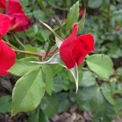 Close-up of red rose blooming outdoors