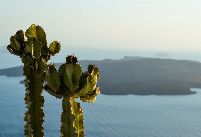 Close-up of fresh green plant by sea against sky