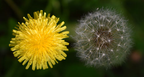 Close - up of yellow dandelion and grey dandelion. isolated.