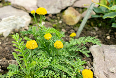 plant