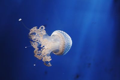 Close-up of jellyfish swimming in sea