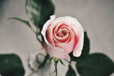 Close-up of pink rose blooming outdoors