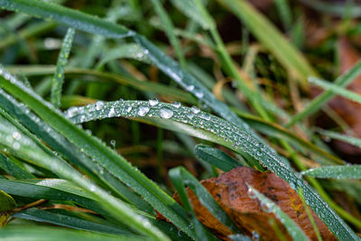 grass