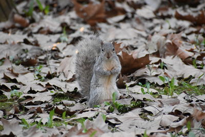 Squirrel on leaves