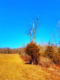 Trees on field against clear blue sky