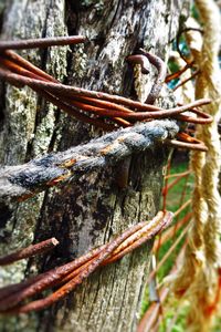 Close-up of tree trunk