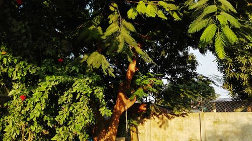 Low angle view of trees