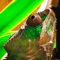 Close-up of lizard on leaf